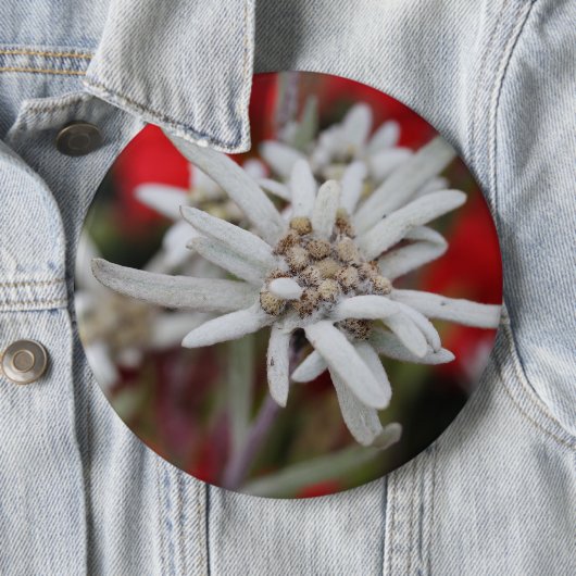 Edelweiss Leontopodium nivale Button (Beispiel)