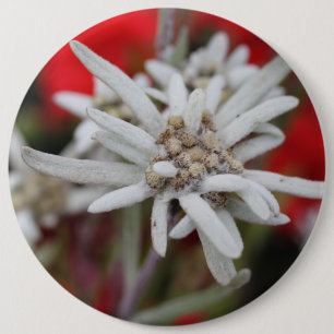 Edelweiss Leontopodium nivale Button