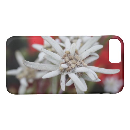 Edelweiss Leontopodium nivale Case-Mate iPhone Hülle (Rückseite (Horizontal))
