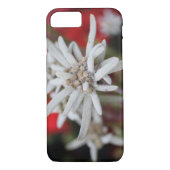 Edelweiss Leontopodium nivale Case-Mate iPhone Hülle (Rückseite)