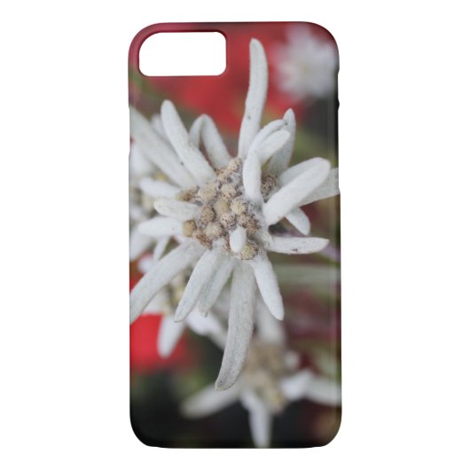 Edelweiss Leontopodium nivale Case-Mate iPhone Hülle (Rückseite)