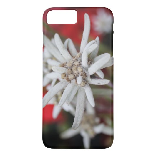 Edelweiss Leontopodium nivale Case-Mate iPhone Hülle (Rückseite)