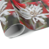 Edelweiss Leontopodium nivale Geschenkpapier (Rolleneckpunkt)