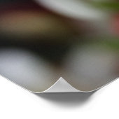 Edelweiss Leontopodium nivale Poster (Ecke)