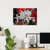 Edelweiss Leontopodium nivale Poster (Heimbüro)