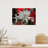 Edelweiss Leontopodium nivale Poster (Küche)