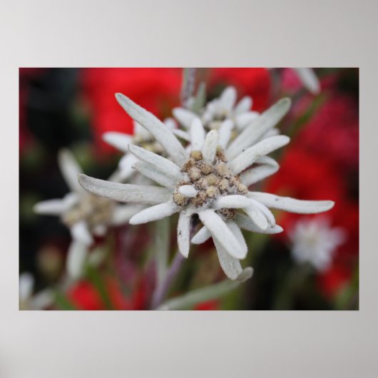Edelweiss Leontopodium nivale Poster (Vorne)