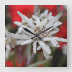 Edelweiss Leontopodium nivale Quadratische Wanduhr