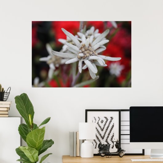 Edelweiss Poster (Heimbüro)