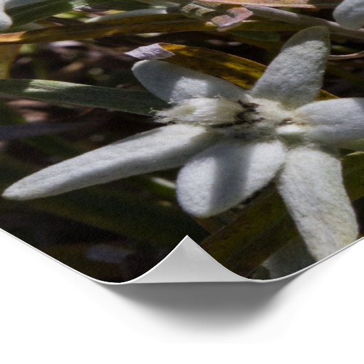 Edelweiss Poster Paper (Matte) (Ecke)