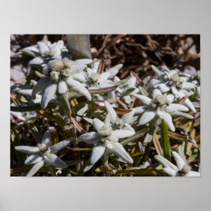 Edelweiss Poster Paper (Matte)