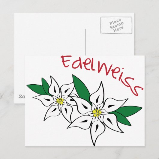Edelweiss Postkarte (Vorne/Hinten)
