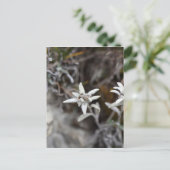 Edelweiss Postkarte (Stehend Vorderseite)
