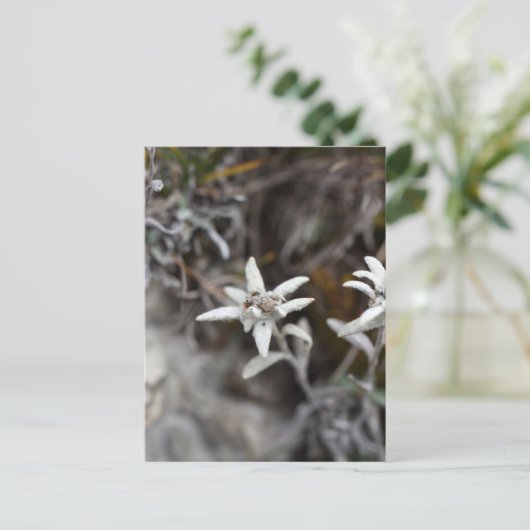 Edelweiss Postkarte (Stehend Vorderseite)