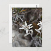 Edelweiss Postkarte (Vorne/Hinten)