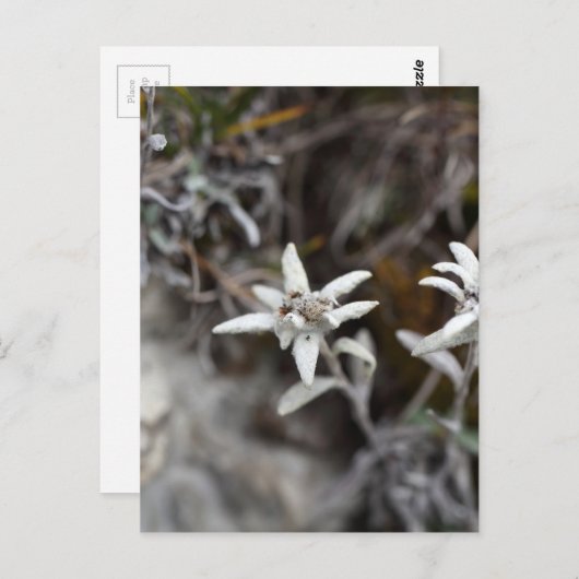 Edelweiss Postkarte (Vorne/Hinten)