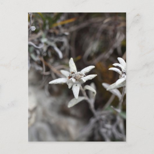 Edelweiss Postkarte (Vorderseite)