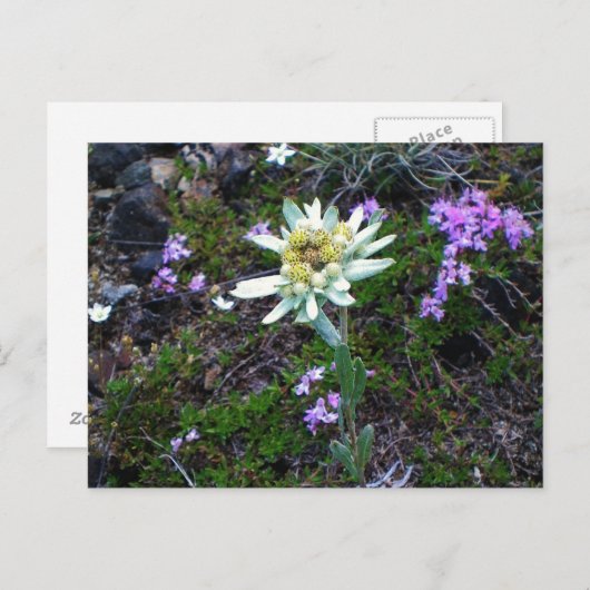 Edelweiss Postkarte (Vorne/Hinten)