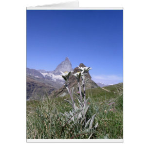 Edelweiss und Matterhorn