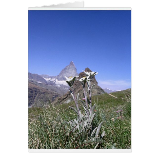 Edelweiss und Matterhorn (Vorne)