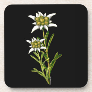 Edelweiss Untersetzer