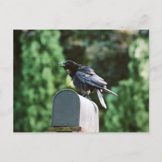 Edgar Allan Crow, Postkarte