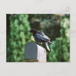 Edgar Allan Crow, Postkarte