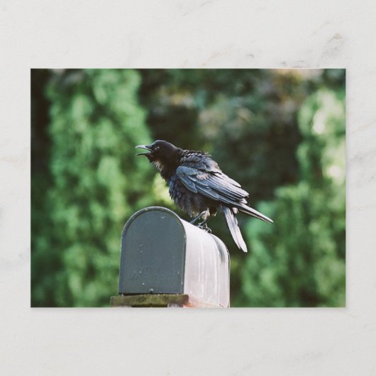 Edgar Allan Crow, Postkarte (Vorderseite)