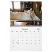 Edgar, Obi und Adara Katzen-Kalender 2015 Kalender (Feb 2027)