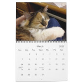 Edgar, Obi und Adara Katzen-Kalender 2015 Kalender (Mär 2027)