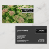 Edge Tag - Sedum "Herbstfreude" (Vorne/Hinten)