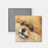 Edgrrr #1 magnet (Vorderseite/Rückseite)