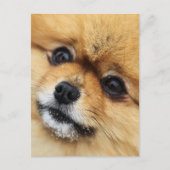 Edgrrr #1 postkarte (Vorderseite)