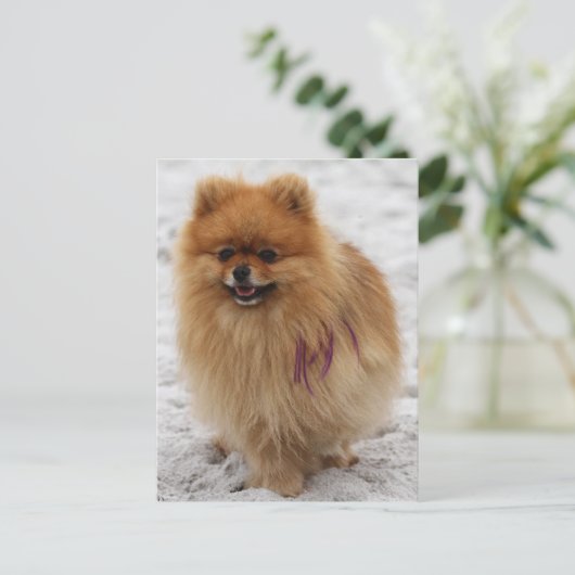 Edgrrr #2 - Spitz Postkarte (Stehend Vorderseite)