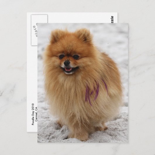 Edgrrr #2 - Spitz Postkarte (Vorne/Hinten)