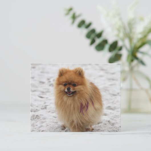 Edgrrr #2 - Spitz Postkarte (Stehend Vorderseite)