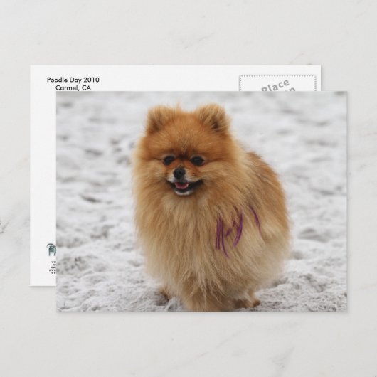 Edgrrr #2 - Spitz Postkarte (Vorne/Hinten)