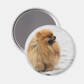 Edgrrr #3 - Spitz Magnet (Vorderseite/Rückseite)