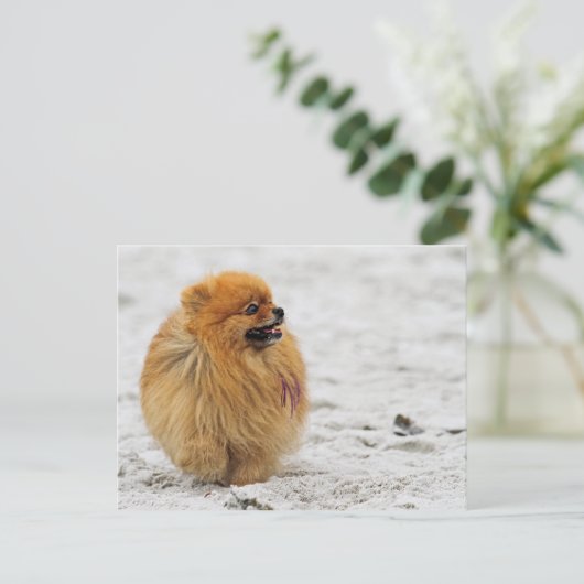 Edgrrr #3 - Spitz Postkarte (Stehend Vorderseite)