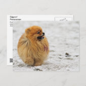 Edgrrr #3 - Spitz Postkarte (Vorne/Hinten)