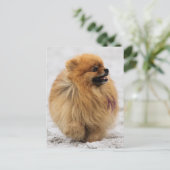 Edgrrr #3 - Spitz Postkarte (Stehend Vorderseite)