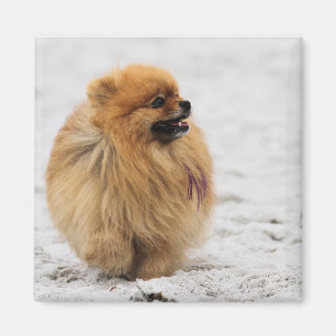 Edgrrrr #3 - Spitz Magnet