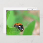 Edgy - Ladybug am Blattrand Postkarte (Vorne/Hinten)