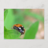 Edgy - Ladybug am Blattrand Postkarte (Vorderseite)