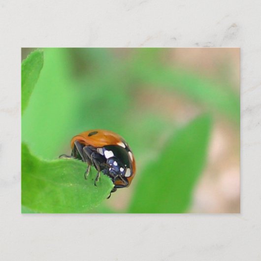 Edgy - Ladybug am Blattrand Postkarte (Vorderseite)
