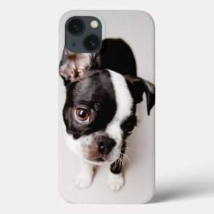 Edison Boston Terrier puppy. iPhone 13 Hülle