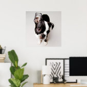 Edison Boston Terrier puppy. Poster (Heimbüro)