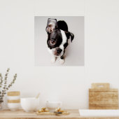 Edison Boston Terrier puppy. Poster (Küche)