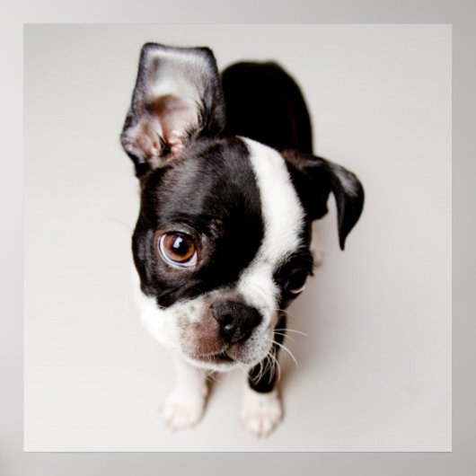 Edison Boston Terrier puppy. Poster (Vorne)