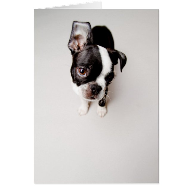 Edison Boston Terrier Welpe. (Vorne)